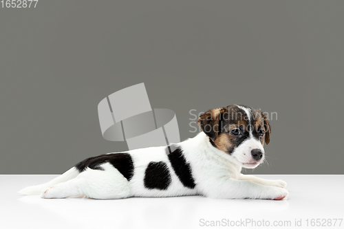 Image of Cute and little doggy posing cheerful isolated on gray background