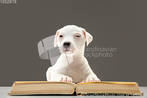 Image of Cute and little doggy posing cheerful, reading book and looks smart