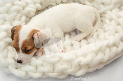 Image of Cute and little doggy posing cheerful in big comfortable plaid