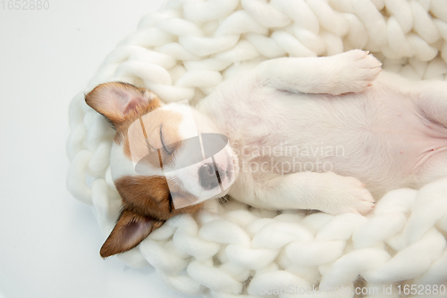 Image of Cute and little doggy posing cheerful in big comfortable plaid