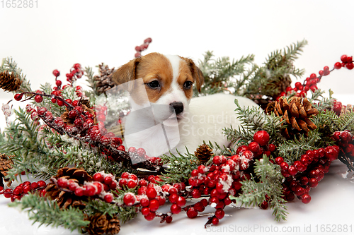 Image of Cute and little doggy posing cheerful isolated on white background