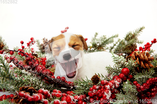 Image of Cute and little doggy posing cheerful isolated on white background