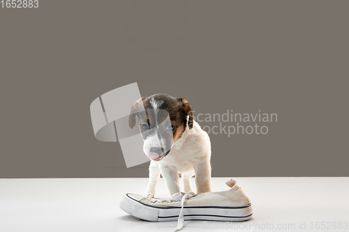 Image of Cute and little doggy posing cheerful with human\'s shoe on gray background