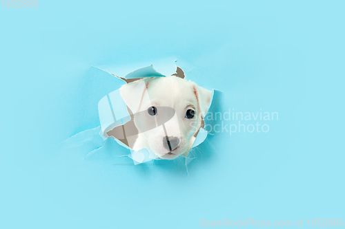 Image of Cute and little doggy running breakthrough blue studio background