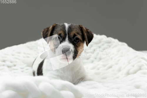 Image of Cute and little doggy posing cheerful isolated on gray background