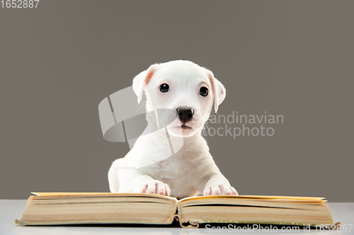 Image of Cute and little doggy posing cheerful, reading book and looks smart