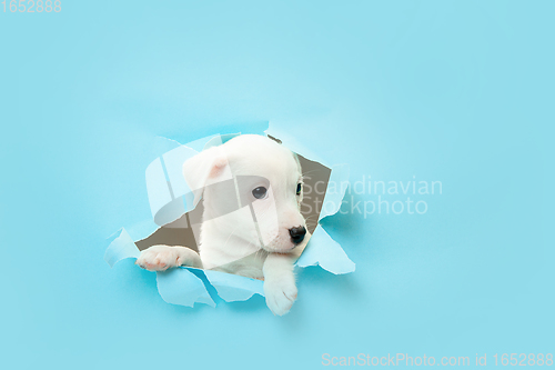 Image of Cute and little doggy running breakthrough blue studio background