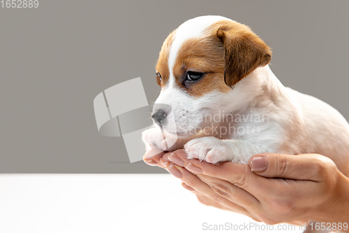 Image of Cute and little doggy posing cheerful in comfortable human hands