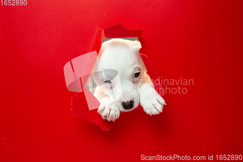 Image of Cute and little doggy running breakthrough red studio background