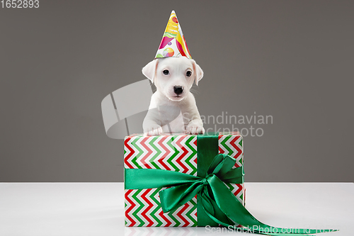 Image of Cute and little doggy posing cheerful isolated on gray background