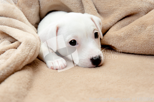 Image of Cute and little doggy posing cheerful in comfortable soft plaid