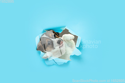 Image of Cute and little doggy running breakthrough blue studio background