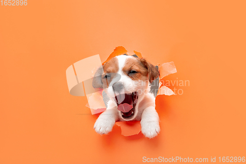 Image of Cute and little doggy running breakthrough orange studio background