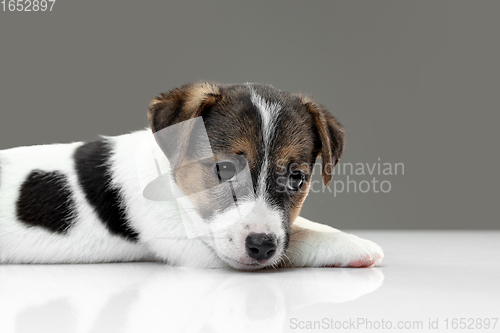 Image of Cute and little doggy posing cheerful isolated on gray background