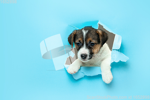 Image of Cute and little doggy running breakthrough blue studio background