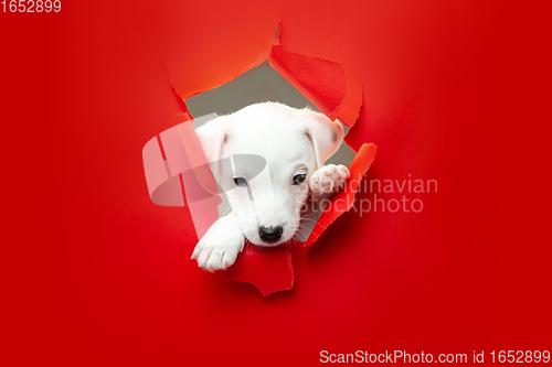 Image of Cute and little doggy running breakthrough red studio background