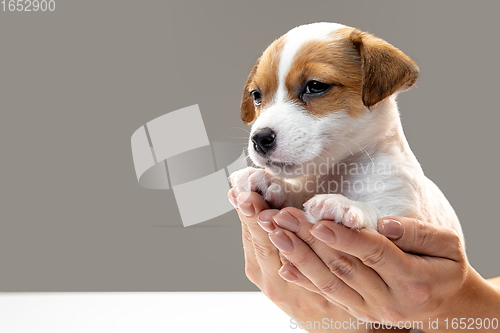 Image of Cute and little doggy posing cheerful in comfortable human hands