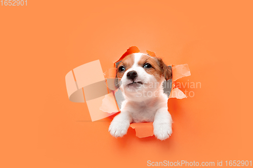 Image of Cute and little doggy running breakthrough orange studio background