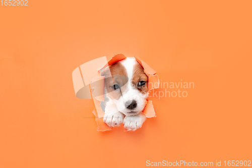 Image of Cute and little doggy running breakthrough orange studio background