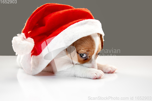 Image of Cute and little doggy posing cheerful isolated on gray background