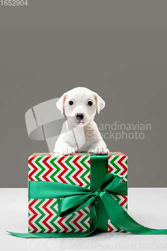 Image of Cute and little doggy posing cheerful isolated on gray background