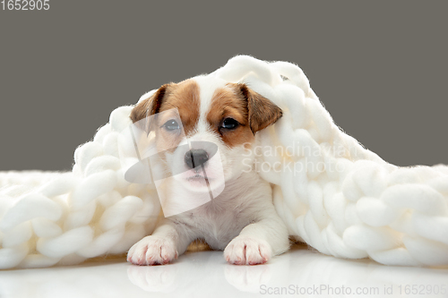 Image of Cute and little doggy posing cheerful in big comfortable plaid