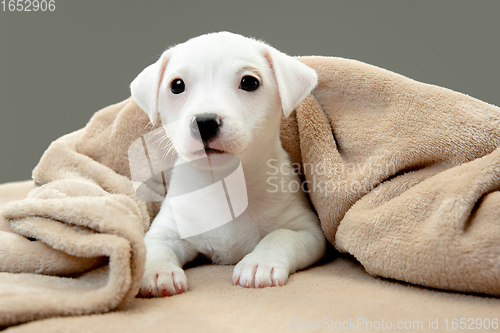 Image of Cute and little doggy posing cheerful in comfortable soft plaid