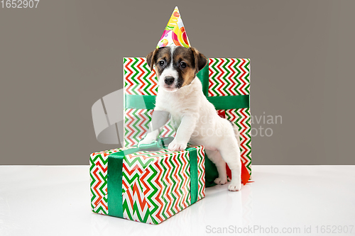 Image of Cute and little doggy posing cheerful isolated on gray background