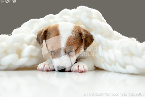 Image of Cute and little doggy posing cheerful in big comfortable plaid