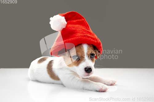 Image of Cute and little doggy posing cheerful isolated on gray background