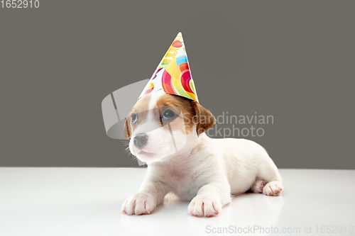 Image of Cute and little doggy posing cheerful isolated on gray background