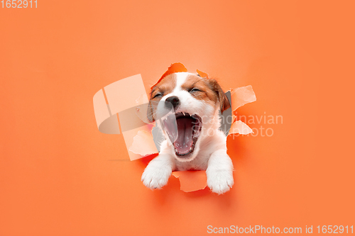 Image of Cute and little doggy running breakthrough orange studio background