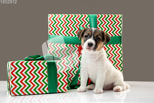 Image of Cute and little doggy posing cheerful isolated on gray background