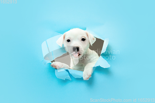 Image of Cute and little doggy running breakthrough blue studio background