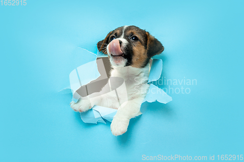 Image of Cute and little doggy running breakthrough blue studio background