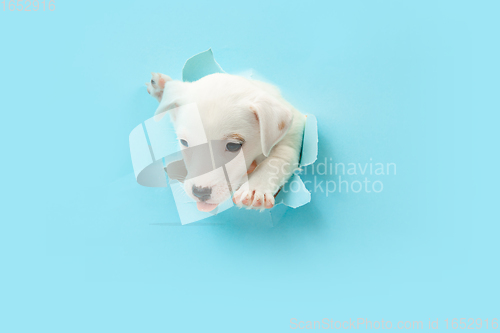 Image of Cute and little doggy running breakthrough blue studio background