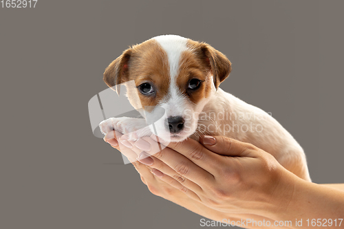 Image of Cute and little doggy posing cheerful in comfortable human hands