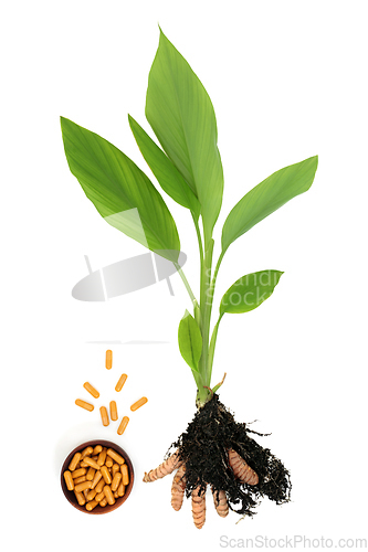 Image of Turmeric Plant Health Food for Herbal Medicine
