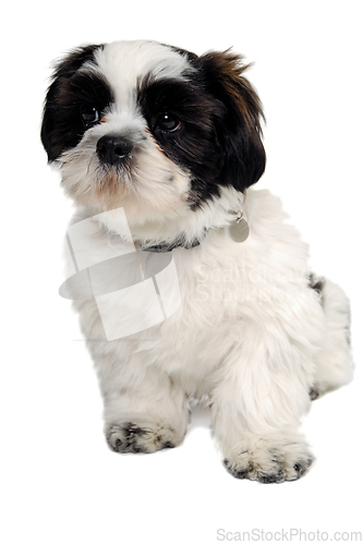 Image of Sad Shih Tzu dog