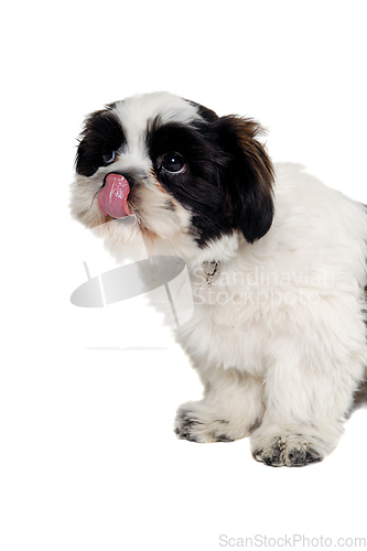 Image of Sad Shih Tzu dog