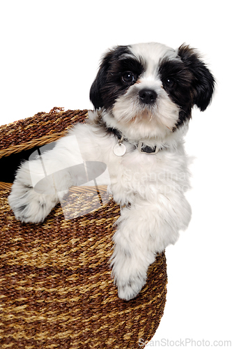 Image of Happy Shih Tzu dog