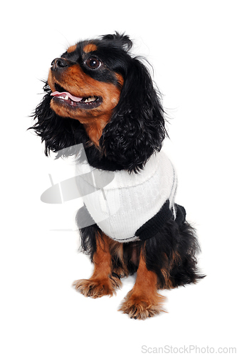 Image of Happy Cavalier King Charles Spaniel dog 