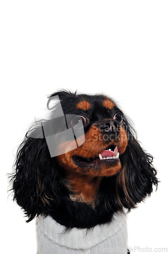 Image of Cavalier King Charles Spaniel isolatet on white