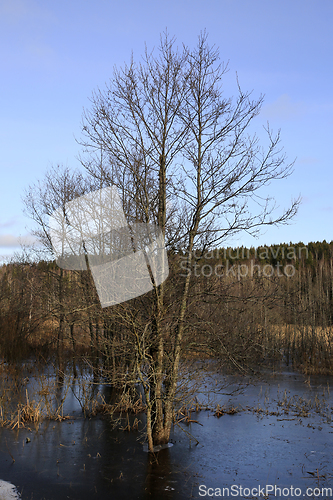 Image of Flooded Trees in Winter