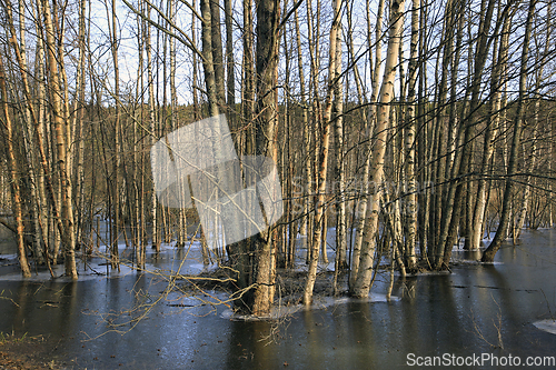 Image of Flooded Trees in Winter