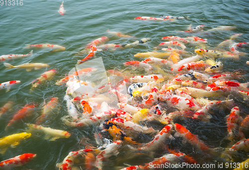 Image of Japan Koi Carp in Koi pond