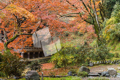 Image of Beautiful Japanese garden in autumn
