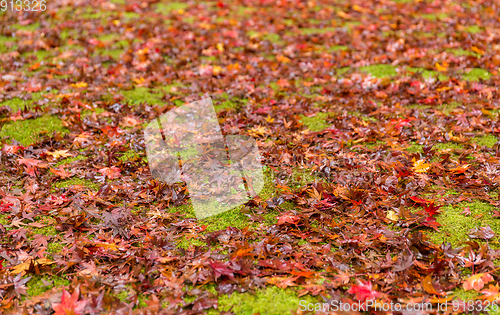 Image of Maple tree on the ground