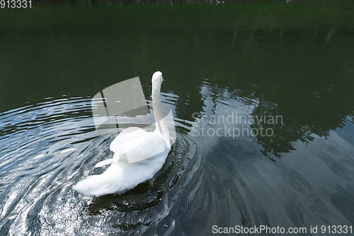 Image of Swan in the pond