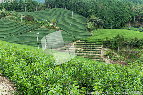 Image of Tea farm